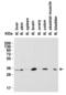Sialic acid-binding Ig-like lectin 15 antibody, 9017, ProSci Inc, Western Blot image 