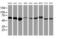 Ring Finger Protein 113B antibody, MA5-25822, Invitrogen Antibodies, Western Blot image 