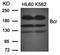 Renal carcinoma antigen NY-REN-26 antibody, orb14588, Biorbyt, Western Blot image 