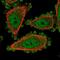Uroporphyrinogen decarboxylase antibody, NBP2-57511, Novus Biologicals, Immunofluorescence image 