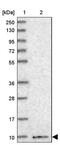 HIG1 domain family member 1A antibody, PA5-60331, Invitrogen Antibodies, Western Blot image 