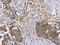Fas apoptotic inhibitory molecule 2 antibody, CSB-PA234848, Cusabio, Immunohistochemistry paraffin image 