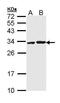 APAF1 Interacting Protein antibody, PA5-29269, Invitrogen Antibodies, Western Blot image 