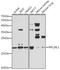 Ribosomal Protein L26 Like 1 antibody, LS-C749139, Lifespan Biosciences, Western Blot image 