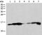 CDGSH Iron Sulfur Domain 1 antibody, PA5-68404, Invitrogen Antibodies, Western Blot image 