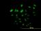 Protein FAM110B antibody, H00090362-B01P, Novus Biologicals, Immunofluorescence image 