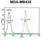 Mitochondrial RRNA Methyltransferase 1 antibody, abx025694, Abbexa, Western Blot image 