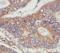 Par-3 Family Cell Polarity Regulator antibody, FNab06146, FineTest, Immunohistochemistry frozen image 