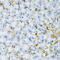 TAPA antibody, 18-418, ProSci, Immunohistochemistry frozen image 