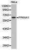 AMPK antibody, TA327013, Origene, Western Blot image 