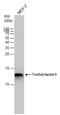 Trefoil Factor 1 antibody, NBP2-16376, Novus Biologicals, Western Blot image 