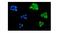 Musashi RNA Binding Protein 1 antibody, M05052-1, Boster Biological Technology, Immunofluorescence image 