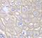Anx1 antibody, FNab00425, FineTest, Immunohistochemistry frozen image 