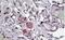 Neuropeptide Y Receptor Y5 antibody, NB100-1538, Novus Biologicals, Immunohistochemistry paraffin image 
