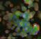 Gephyrin antibody, ab25784, Abcam, Immunofluorescence image 