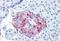 Protein Wnt-10a antibody, MBS243284, MyBioSource, Immunohistochemistry paraffin image 