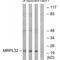 Mitochondrial Ribosomal Protein L32 antibody, A14134, Boster Biological Technology, Western Blot image 