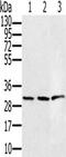 Hydroxysteroid 17-Beta Dehydrogenase 8 antibody, CSB-PA240849, Cusabio, Western Blot image 