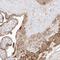 Zinc Finger GRF-Type Containing 1 antibody, HPA030706, Atlas Antibodies, Immunohistochemistry frozen image 