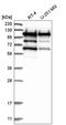 HSPH1 antibody, HPA031569, Atlas Antibodies, Western Blot image 