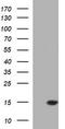 Microseminoprotein Beta antibody, TA803521S, Origene, Western Blot image 