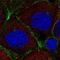 Caveolae Associated Protein 3 antibody, NBP2-57897, Novus Biologicals, Immunofluorescence image 