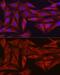 Sirtuin 3 antibody, GTX33499, GeneTex, Immunofluorescence image 