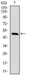 Raf-1 Proto-Oncogene, Serine/Threonine Kinase antibody, AM06729PU-N, Origene, Western Blot image 