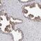 E3 ubiquitin-protein ligase RNF220 antibody, PA5-55660, Invitrogen Antibodies, Immunohistochemistry frozen image 