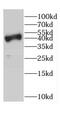 CD37 Molecule antibody, FNab01471, FineTest, Western Blot image 