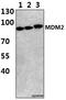 MDM2 Proto-Oncogene antibody, A00054, Boster Biological Technology, Western Blot image 