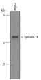 Syntaxin 16 antibody, AF5648, R&D Systems, Western Blot image 