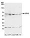 Autophagy Related 13 antibody, A305-276A, Bethyl Labs, Western Blot image 