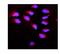 Calpain 1 antibody, PB9330, Boster Biological Technology, Immunofluorescence image 