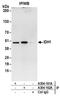Isocitrate Dehydrogenase (NADP(+)) 1, Cytosolic antibody, A304-161A, Bethyl Labs, Immunoprecipitation image 