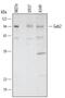 GRB2-associated-binding protein 2 antibody, AF4877, R&D Systems, Western Blot image 