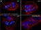 Rabbit IgG antibody, A27033, Invitrogen Antibodies, Immunofluorescence image 