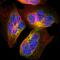 Spectrin Beta, Erythrocytic antibody, HPA003398, Atlas Antibodies, Immunofluorescence image 