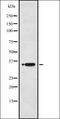 BRCA1/BRCA2-Containing Complex Subunit 3 antibody, orb336939, Biorbyt, Western Blot image 