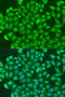 Protocadherin Alpha 6 antibody, 19-489, ProSci, Immunofluorescence image 