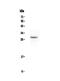 Erythropoietin antibody, PA5-79213, Invitrogen Antibodies, Western Blot image 
