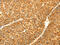 Diablo IAP-Binding Mitochondrial Protein antibody, CSB-PA592293, Cusabio, Immunohistochemistry frozen image 