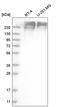 Protein SON antibody, HPA031755, Atlas Antibodies, Western Blot image 