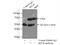 RELB Proto-Oncogene, NF-KB Subunit antibody, 25027-1-AP, Proteintech Group, Immunoprecipitation image 