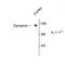 Dynamin-I antibody, TA309113, Origene, Western Blot image 