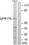 G Protein-Coupled Receptor 176 antibody, GTX87143, GeneTex, Western Blot image 