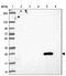 Family With Sequence Similarity 156 Member B antibody, PA5-63336, Invitrogen Antibodies, Western Blot image 