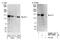 Protein AF-17 antibody, NBP1-22995, Novus Biologicals, Western Blot image 