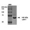 Leucine Rich Glioma Inactivated 1 antibody, MA5-27652, Invitrogen Antibodies, Western Blot image 