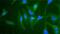 BIRC3 antibody, PA5-22997, Invitrogen Antibodies, Immunofluorescence image 